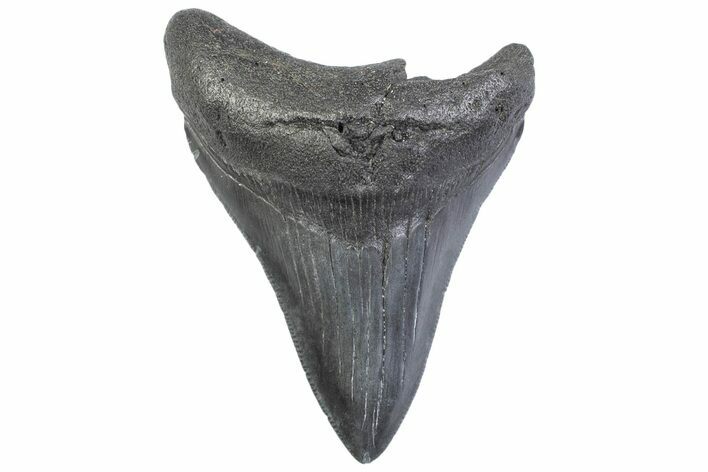 Serrated, Fossil Megalodon Tooth - South Carolina #371956